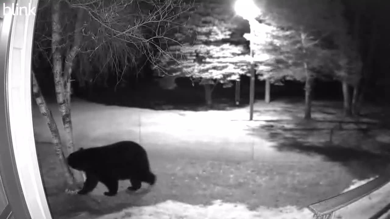 3rd video of bear that came the morning of 04062023