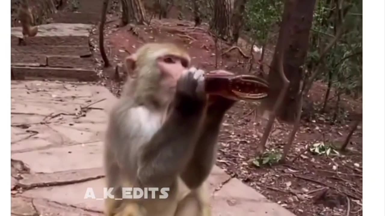 #Virel short video monkey funny moments 😂😂😂😂