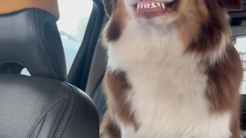 Photogenic Dog Shows Off Adorable Smile For The Camera