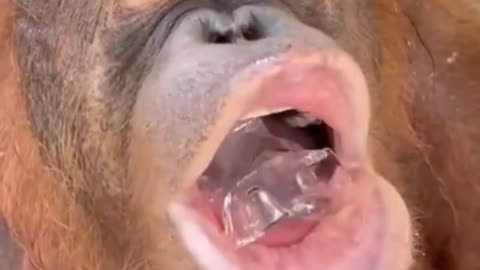 Orangutans need some ice cubes to taste