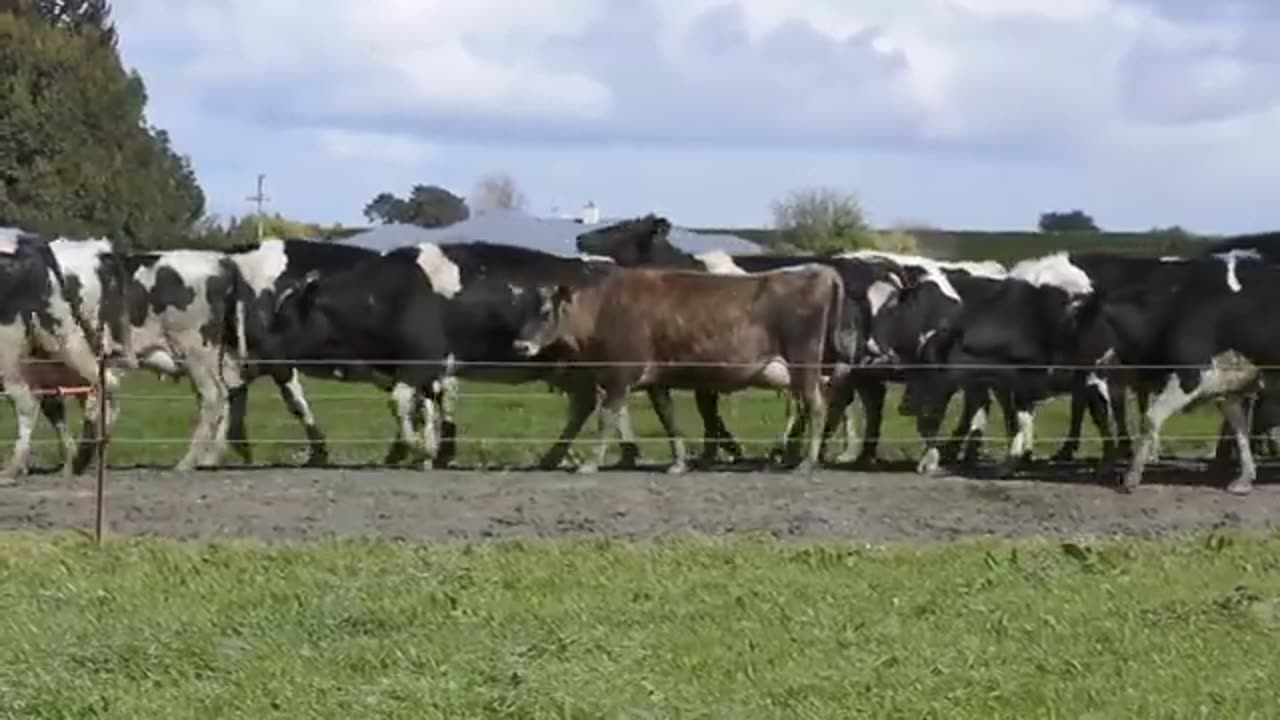 Farming in Newzealand