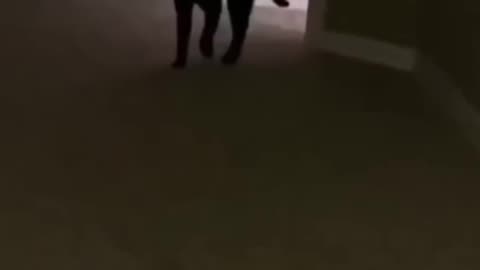Funny animals 2023😆 - Funniest Cats and Dogs Video🐕🐈
