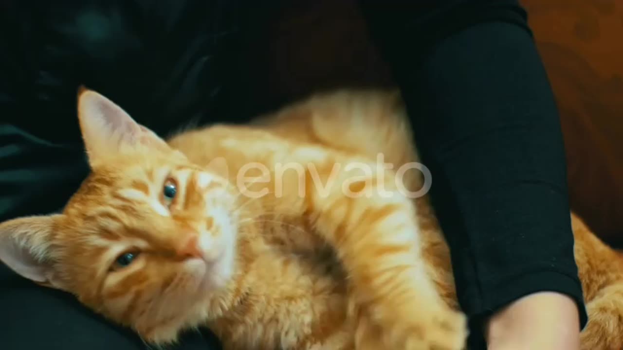 Cat funny video 🤣🤣🤣