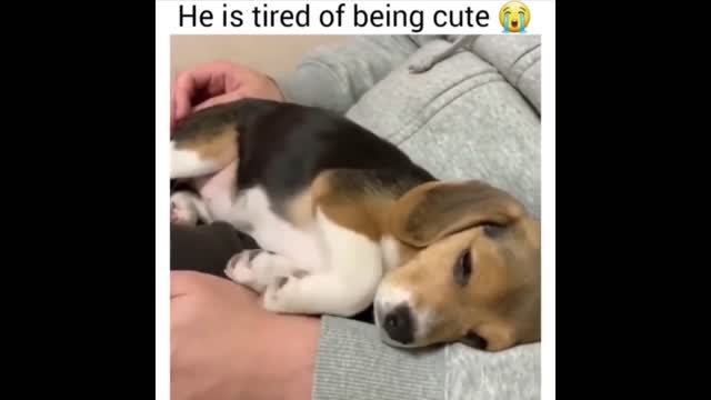 Funny and cute dog videos Compilation (2022)