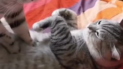 Natural cat massage