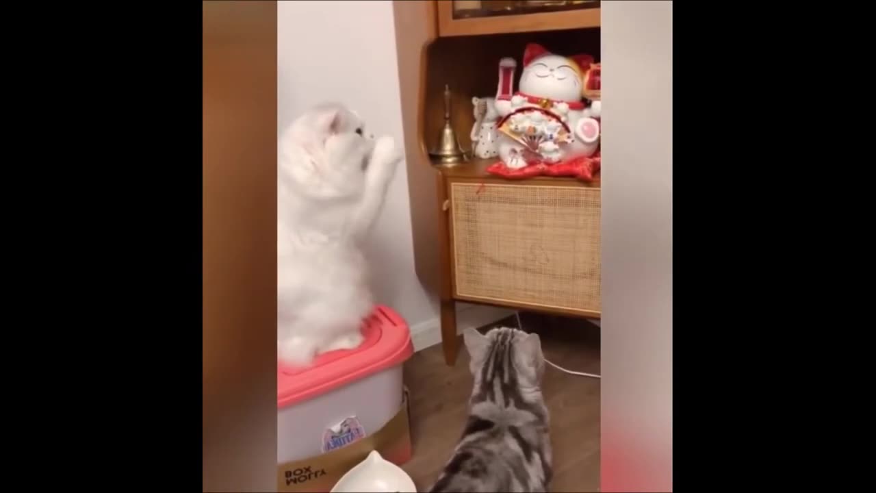 Funny cats