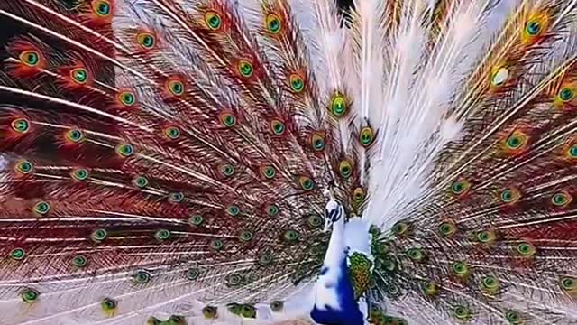 peacock fanning out its tail in a splash of colours