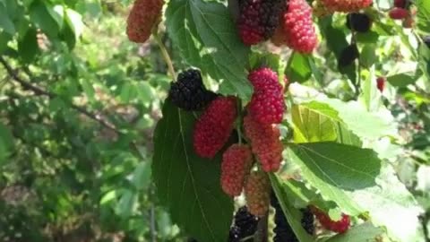 Benefits of Mulberry