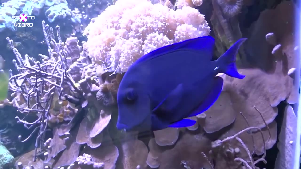 COERELUS FISH (ACANTHURUS COERULEUS)