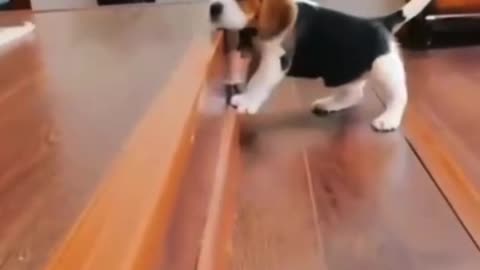 Lovely Dog