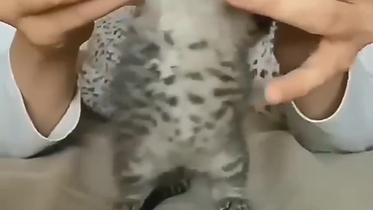 Funny cat 😺 funny cat talent 😺😺😺😺