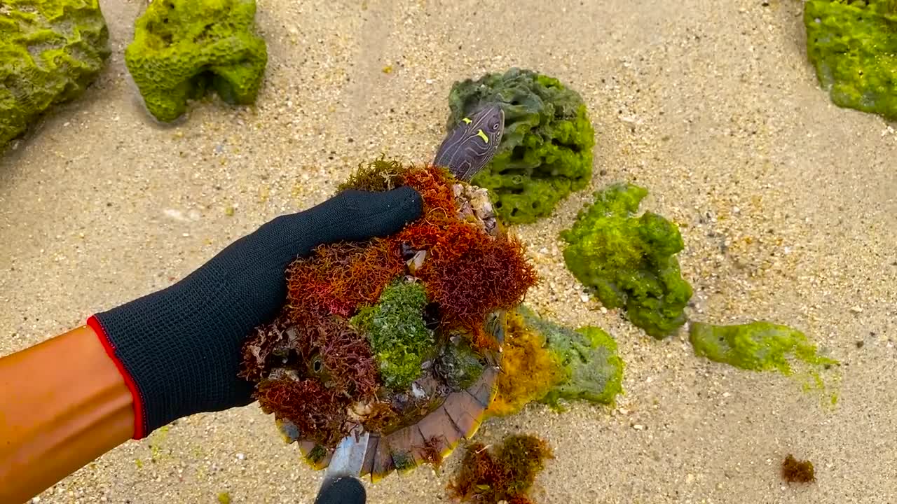 Lucky sea turtle were rescued in time to remove barnacles and the net clinging to the shell