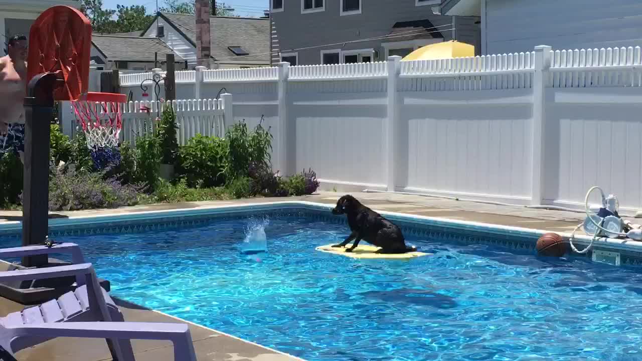 Dog maintains perfect balance despite massive cannonball