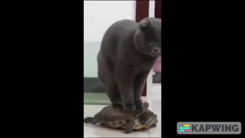 funny cat on turtle