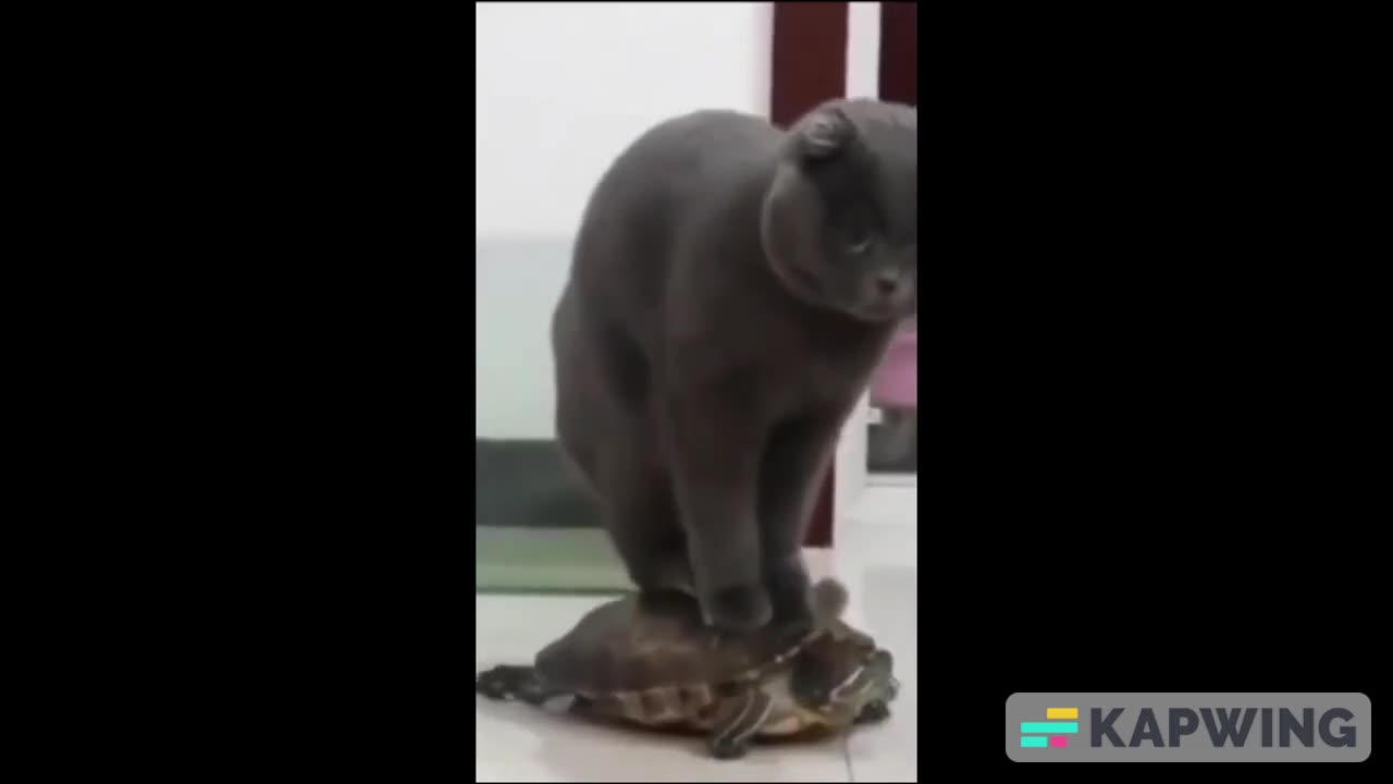 funny cat on turtle