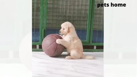 Cute pets animal showing different fun.