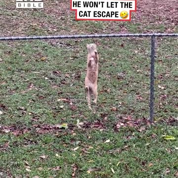 Dog keeps cat contained in yard 😂