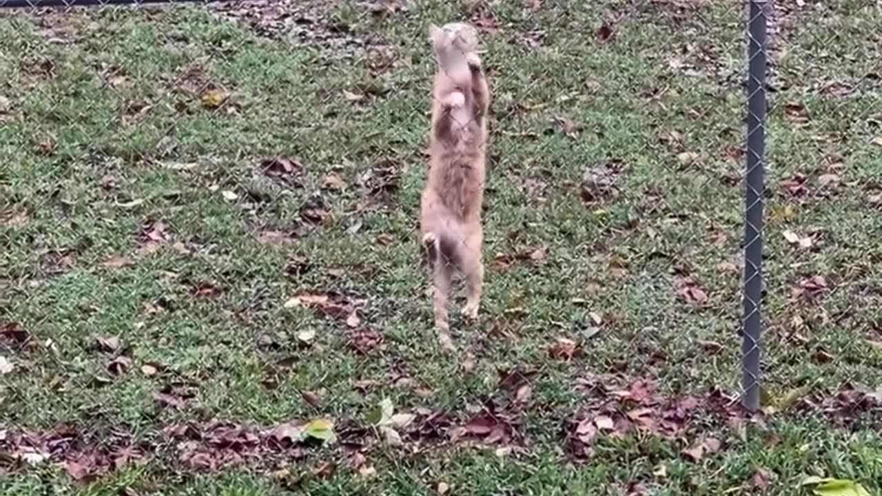 Dog keeps cat contained in yard 😂