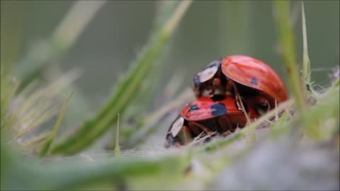 Ladybugs Making Love Funny video