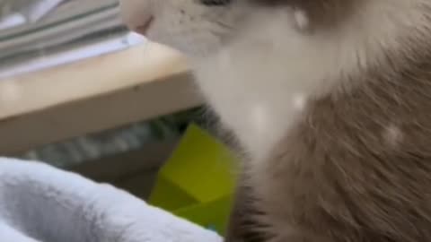 This cat's massage skills are amazing!