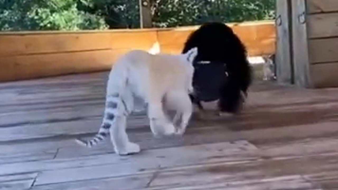 Funny monkey 🐒🐒🐵
