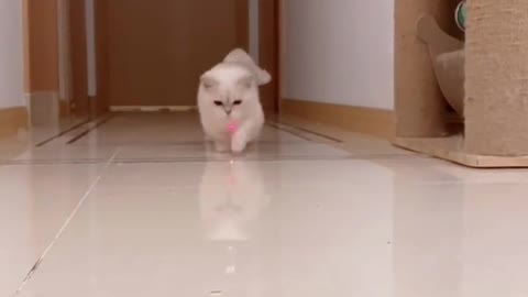 Little legs run and run # meow cute cat