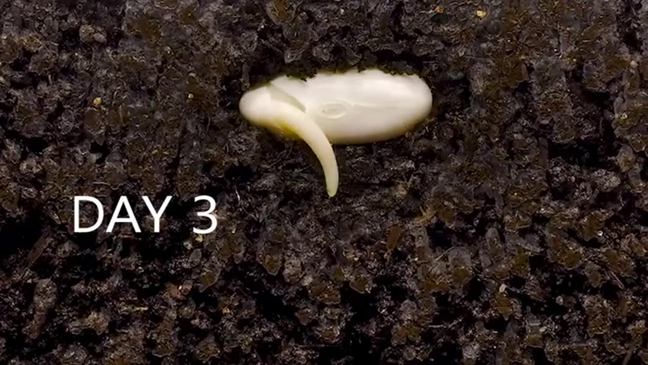 White Bean - Time Lapse _timelapse