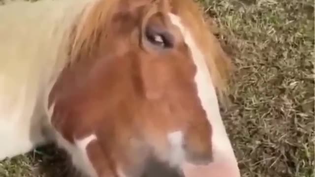 What Happened to the Pony