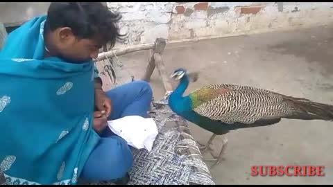 OMG! Indian Village Guy giving peanuts to a wild Peacock