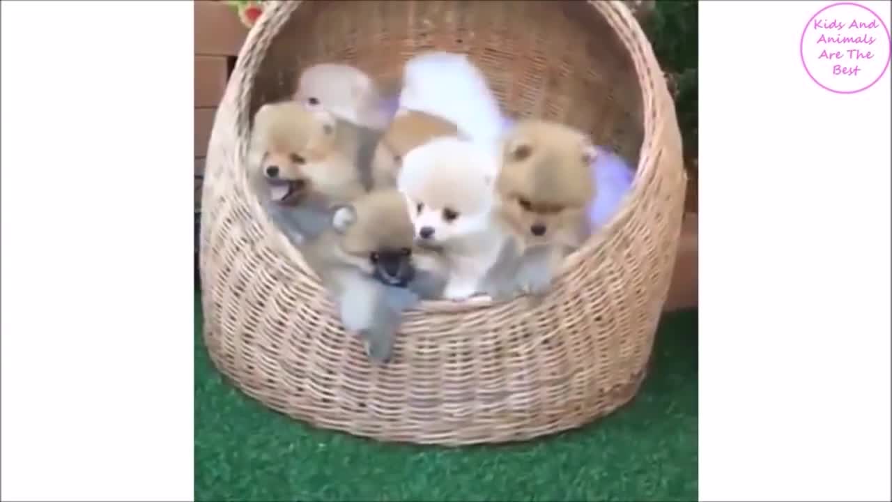 Cute puppies doing funny things.