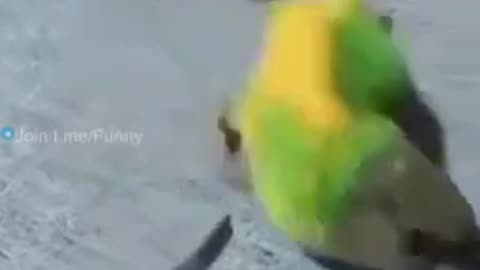 Pets SOOO cute! 1 min.