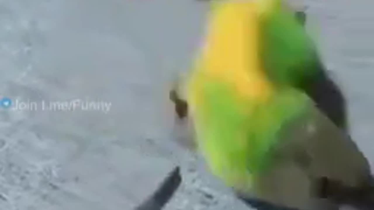 Pets SOOO cute! 1 min.