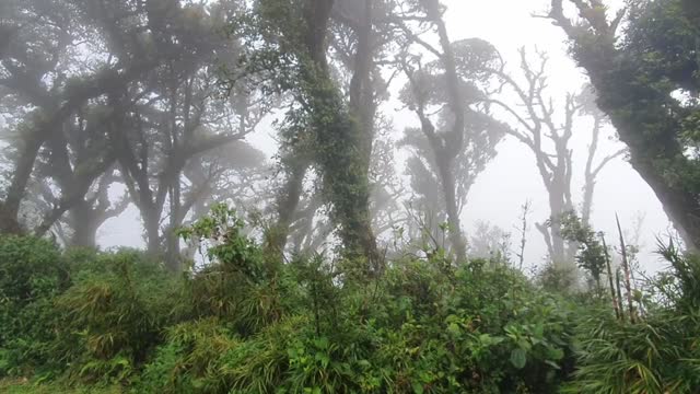 Fog Forest in 4K | Beautiful Foggy Morning in Forest