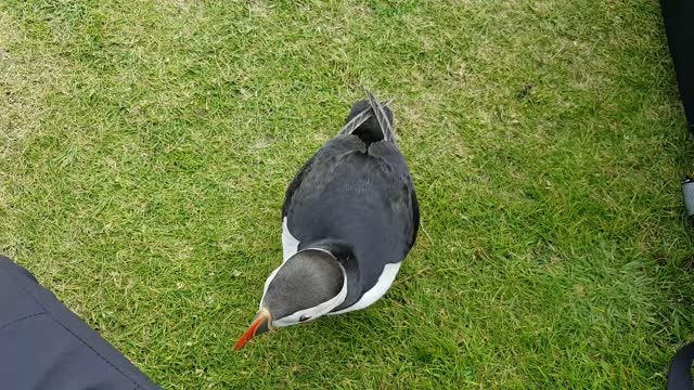 Puffin Cuteness Overload