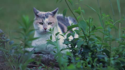 Wonderful jungle cats