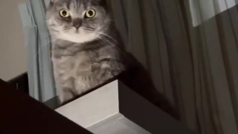Funny and cute videos with cats