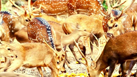 deer in forest | 4k videos