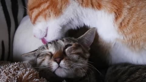 Lapping cat head, Lovely video of cat