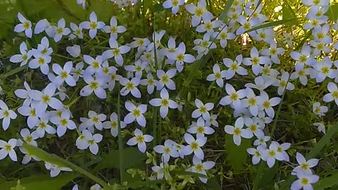 Wildflowers