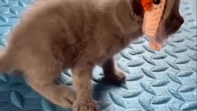 Cute and funny Cat 15