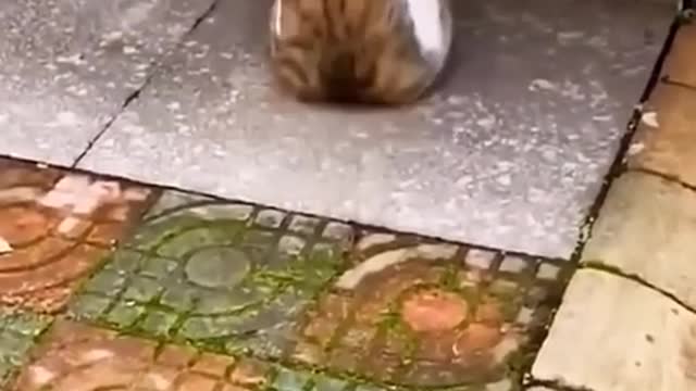 Funniest Cats and Dogs 🐶🐱 | Funny Animal Videos #24