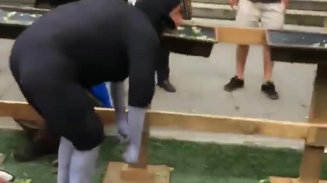 Les moutons sont encore là, plus vrai que nature !