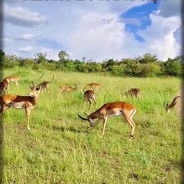 Find the Animal • How many Gazelles are at the Lion s mercy? Animal quiz • 5th #shorts