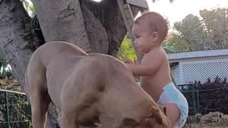 Baby Feeding A Huge Pitbull