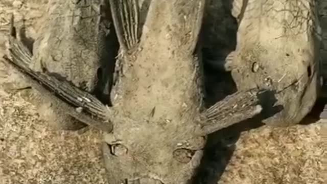 How this BONE DRY DEAD FISH comes back to LIFE with a drop of water?!?!?!