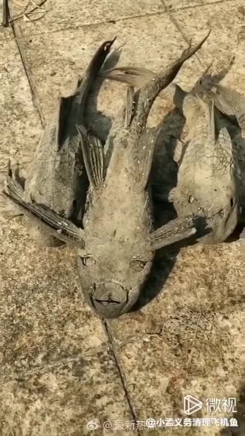 How this BONE DRY DEAD FISH comes back to LIFE with a drop of water?!?!?!