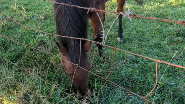 Horse and Donkey at the Meadery!