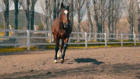 Horse Video , Beautiful Horse Captured in camera , wilddoc , wild documentray , stocksuk