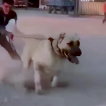 Is That a Dog or a Polar Bear?