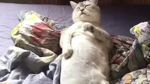 Funny cat (you want to watch)